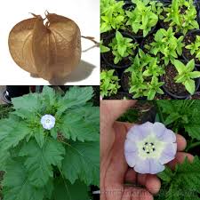 Attēlu rezultāti vaicājumam “Nicandra physalodes”