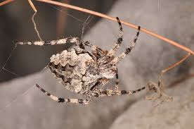 Attēlu rezultāti vaicājumam “Araneus angulatus”