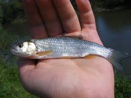 Image result for Aspius aspius