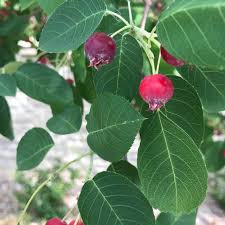Attēlu rezultāti vaicājumam “Malus prunifolia fruit”