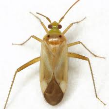 Attēlu rezultāti vaicājumam “Adelphocoris lineolatus imago”