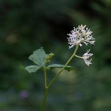 Attēlu rezultāti vaicājumam “Actaea spicata”