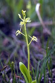 Attēlu rezultāti vaicājumam “Liparis loeselii flower”