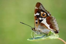 Attēlu rezultāti vaicājumam “Apatura iris”