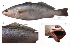 Image result for Cynoscion regalis