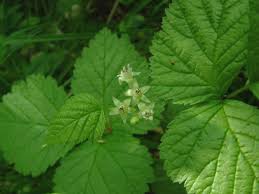 Attēlu rezultāti vaicājumam “Rubus saxatilis”