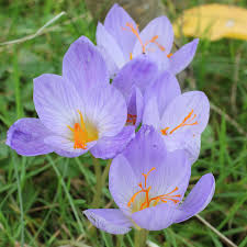 Attēlu rezultāti vaicājumam “Crocus speciosus”