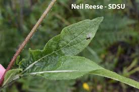 Attēlu rezultāti vaicājumam “Rudbeckia hirta var. hirta leaf”