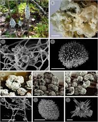 Attēlu rezultāti vaicājumam “Badhamia capsulifera var. arborea”