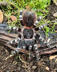 Znalezione obrazy dla zapytania geniculata