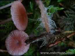Attēlu rezultāti vaicājumam “Mycena rosella”