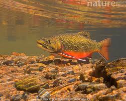 Image result for Salvelinus fontinalis