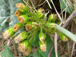 Attēlu rezultāti vaicājumam “Petasites spurius”