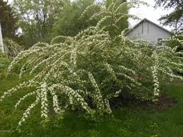 Attēlu rezultāti vaicājumam “Cotoneaster multiflorus leaf”