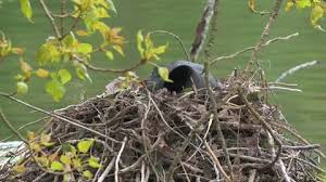 Attēlu rezultāti vaicājumam “Fulica atra nest”