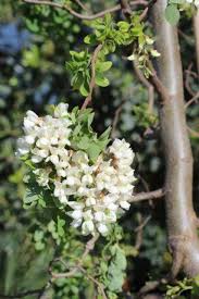 Attēlu rezultāti vaicājumam “Robinia pseudoacacia flower”