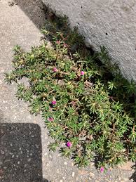 Attēlu rezultāti vaicājumam “Carex pilosa flower”