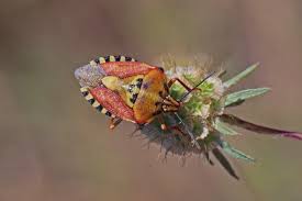 Attēlu rezultāti vaicājumam “Carpocoris sp.”