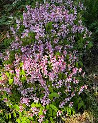Attēlu rezultāti vaicājumam “Lathyrus vernus leaf”