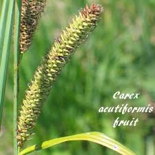 Attēlu rezultāti vaicājumam “Carex acutiformis fruit”