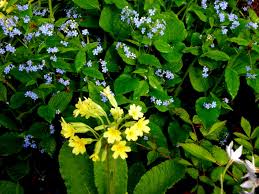 Attēlu rezultāti vaicājumam “Primula veris leaf”