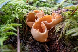 Attēlu rezultāti vaicājumam “Otidea leporina”