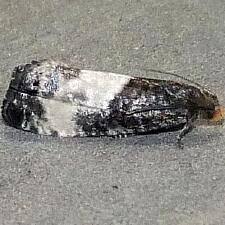 Attēlu rezultāti vaicājumam “Notocelia cynosbatella”