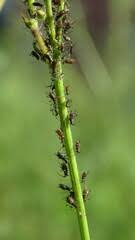 Attēlu rezultāti vaicājumam “Uroleucon cirsii”