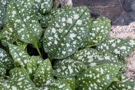 Attēlu rezultāti vaicājumam “Pulmonaria saccharata”