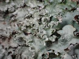 Attēlu rezultāti vaicājumam “Antitrichia curtipendula macro”