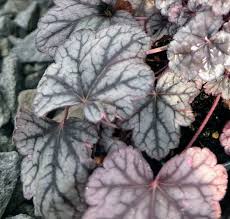 Image result for Heuchera `Swirling Fantasy`