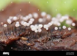 Attēlu rezultāti vaicājumam “Comatricha sp.”