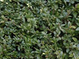 Attēlu rezultāti vaicājumam “Conardia compacta macro”