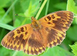 Attēlu rezultāti vaicājumam “Brenthis daphne underside”