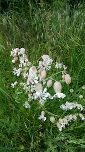 Image result for Silene vulgaris