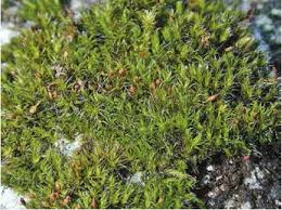 Attēlu rezultāti vaicājumam “Grimmia muehlenbeckii”