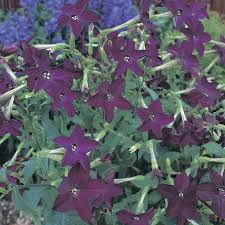 Image result for Nicotiana x sanderae