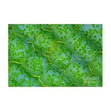 Attēlu rezultāti vaicājumam “Elodea canadensis leaf”