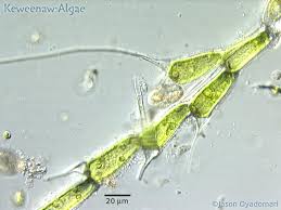 Attēlu rezultāti vaicājumam “Bulbochaete mirabilis”