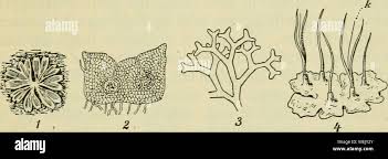 Attēlu rezultāti vaicājumam “Riccia canaliculata”