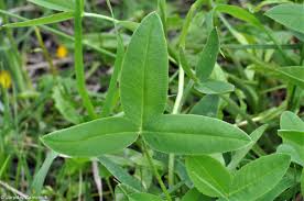 Attēlu rezultāti vaicājumam “Trifolium montanum fruit”