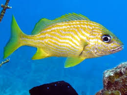 Image result for Haemulon flavolineatum