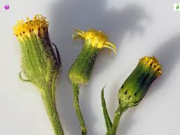 Attēlu rezultāti vaicājumam “Senecio vulgaris flower”