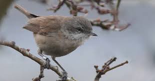 Attēlu rezultāti vaicājumam “Sylvia curruca adult”