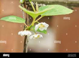 Attēlu rezultāti vaicājumam “Schisandra chinensis flower”