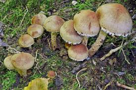 Attēlu rezultāti vaicājumam “Psathyrella lacrymabunda”