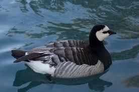 Attēlu rezultāti vaicājumam “Branta leucopsis”