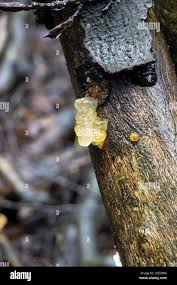 Attēlu rezultāti vaicājumam “Myxarium nucleatum”