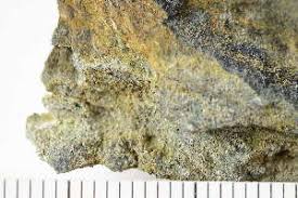 Attēlu rezultāti vaicājumam “Micarea sp.”