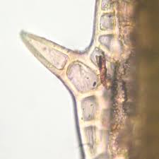 Attēlu rezultāti vaicājumam “Pogonatum urnigerum macro”